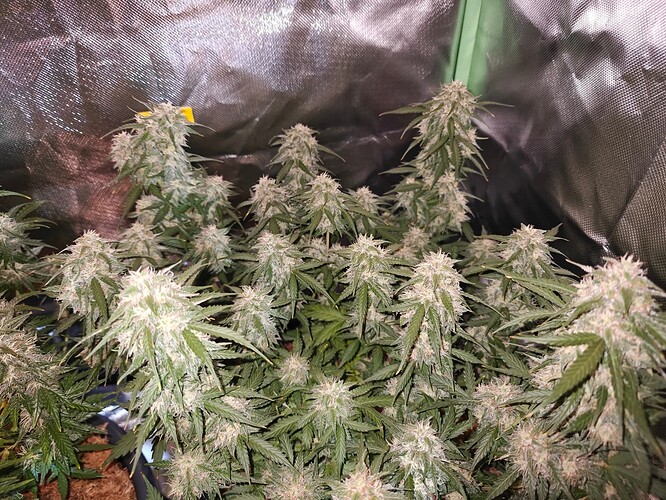 Growreport Bild 11