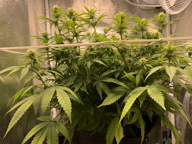 Growreport Bild 2