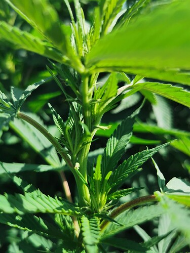 Growreport Bild 3