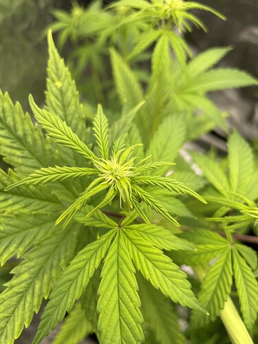 Growreport Bild 2