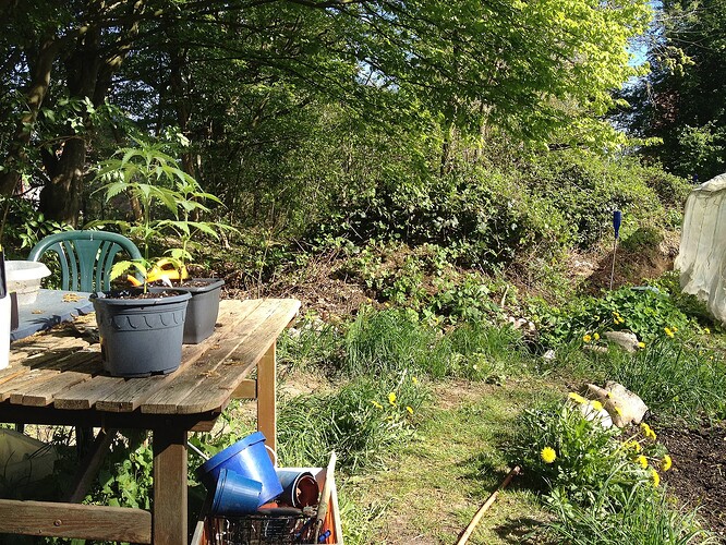 Zwei junge Cannabispflanzen in grauen Töpfen auf einem Holztisch im Garten.