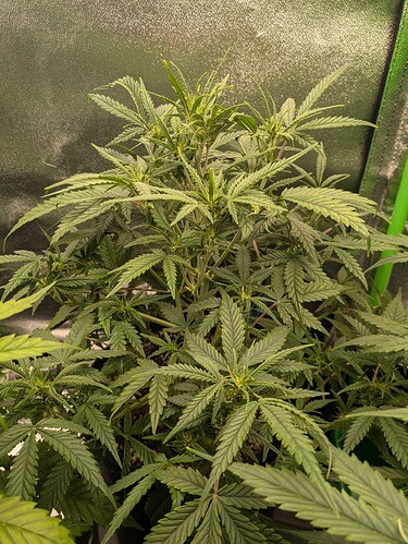 Growreport Bild 37