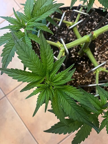 Growreport Bild 8