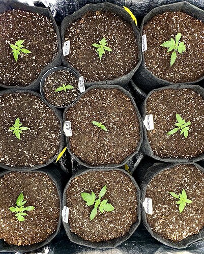 Growreport Bild 1