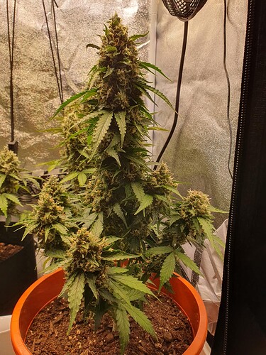 Growreport Bild 21