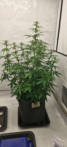 Growreport Bild 10