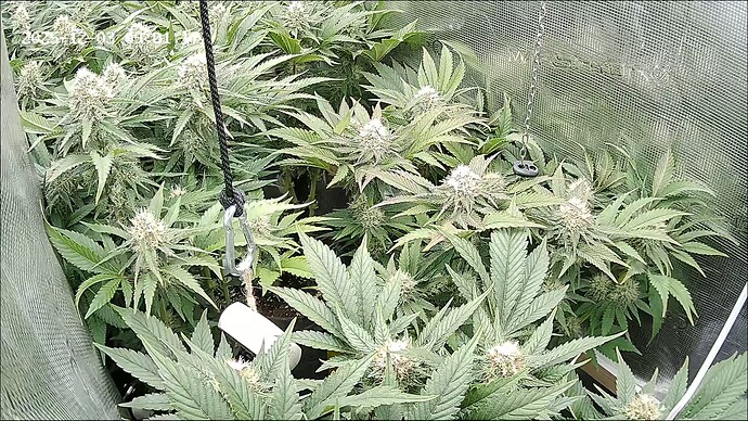 Growreport Bild 6