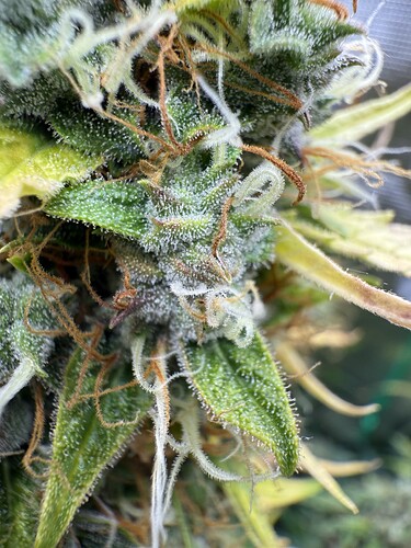 Growreport Bild 9