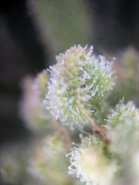 Growreport Bild 8