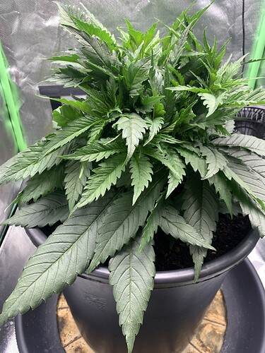 Growreport Bild 10