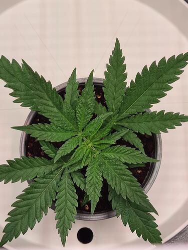 signal-2024-07-02-004338_002