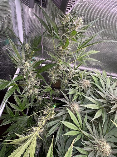 Growreport Bild 8