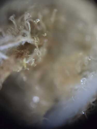 Growreport Bild 5