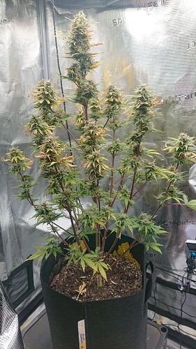 Growreport Bild 14