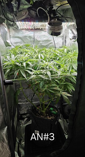 Growreport Bild 4