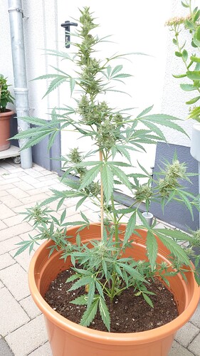 Growreport Bild 2