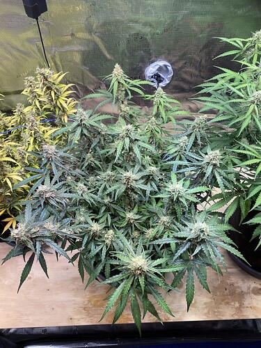 Growreport Bild 10
