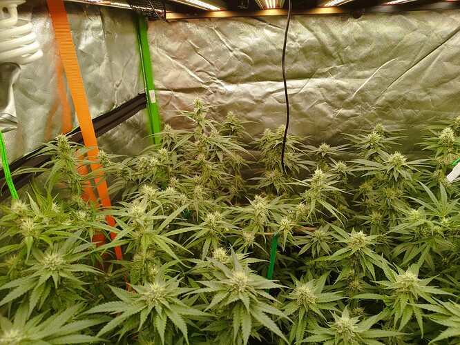 Mehrere Cannabispflanzen in der Blütephase in einer Growbox, beleuchtet von einer LED-Lampe.