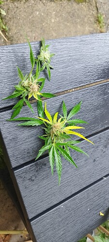 Growreport Bild 4