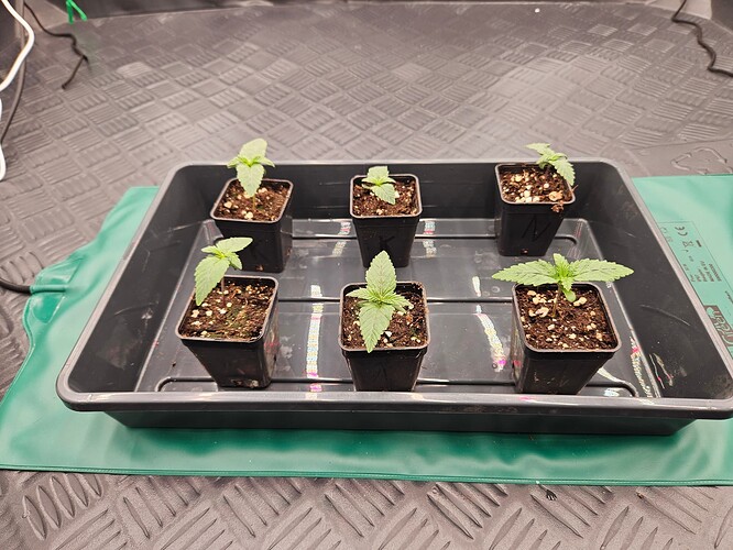 Growreport Bild 14