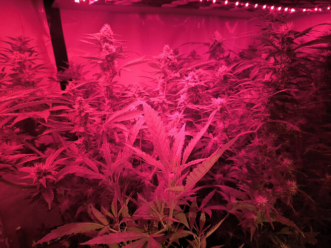 Growreport Bild 5