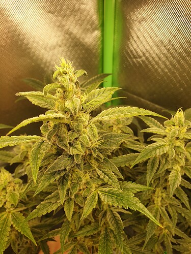 Growreport Bild 10