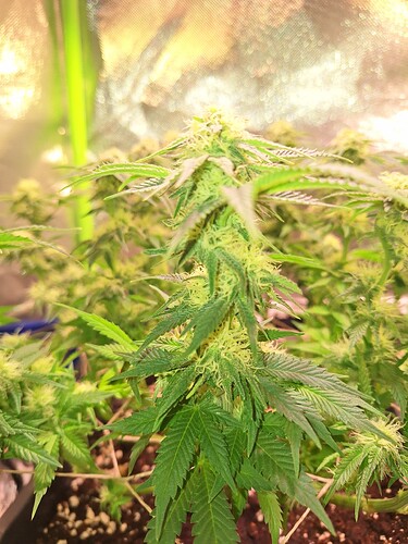 Growreport Bild 8