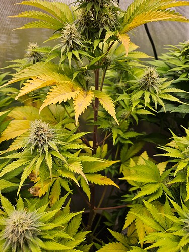 20250102_180548 - Kopie