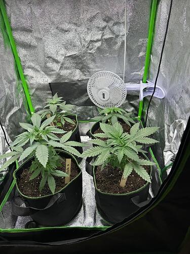 Vier junge Cannabispflanzen in Stofftöpfen in einem Growzelt mit einem Clip-Ventilator.