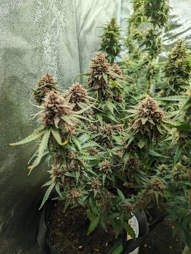 Growreport Bild 11