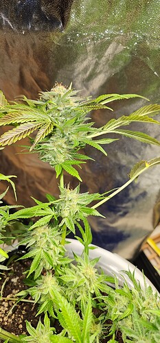 Growreport Bild 27