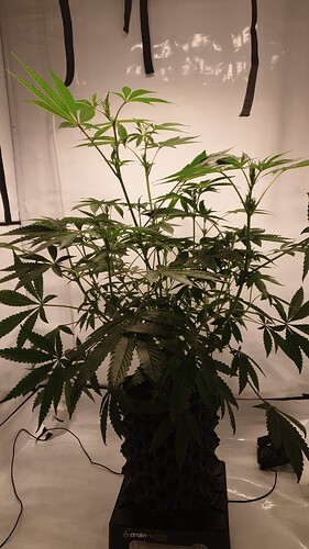 Growreport Bild 2