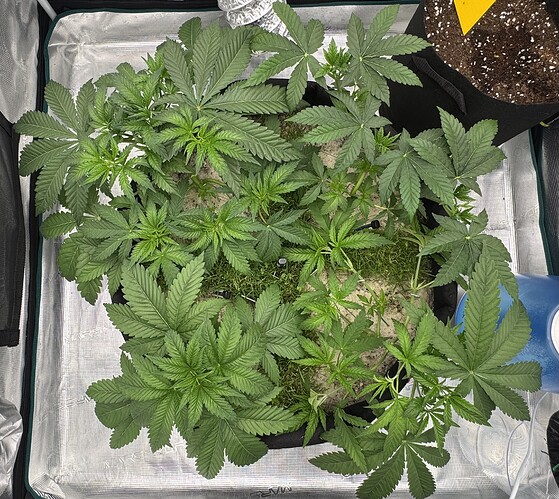 Growreport Bild 2