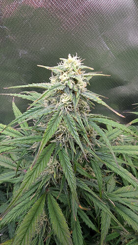 Growreport Bild 17
