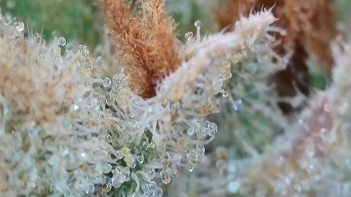 Growreport Bild 15