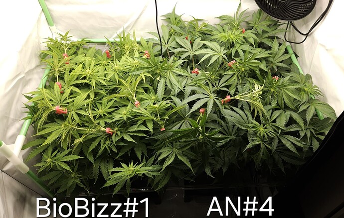 Growreport Bild 19