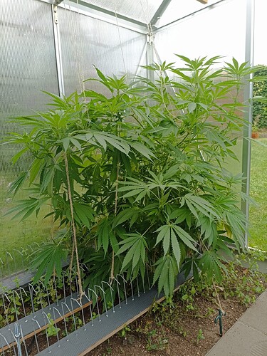 Growreport Bild 6