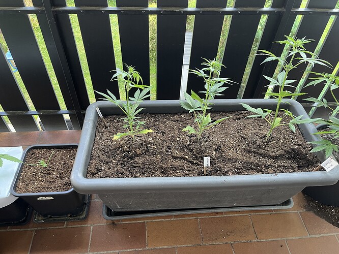 Growreport Bild 4