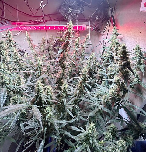 Growreport Bild 7