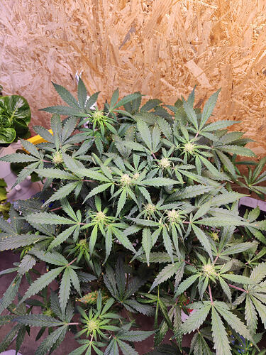 Growreport Bild 1