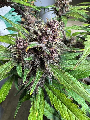 Growreport Bild 13