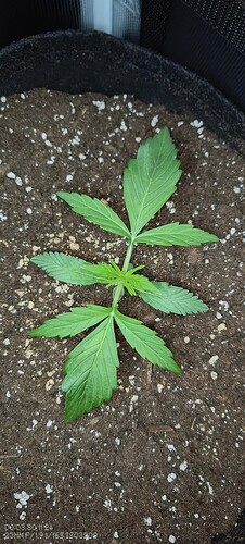 IMG_20241130_000348775