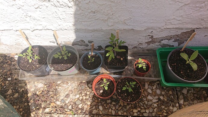Growreport Bild 29