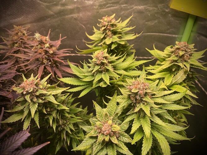 Growreport Bild 8