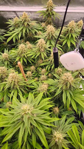 Growreport Bild 19