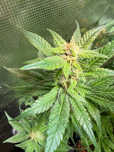 Growreport Bild 39