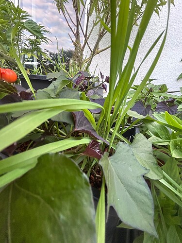 Growreport Bild 14