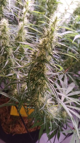 Growreport Bild 5