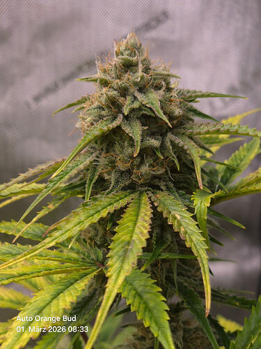 Nahaufnahme eines Cannabis-Buds der Sorte Auto Orange Bud an einer lebenden Pflanze.