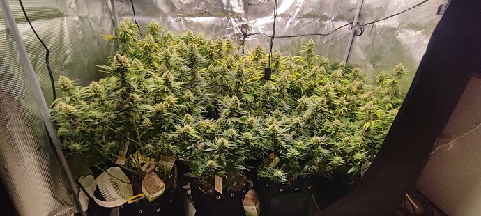 Growreport Bild 8